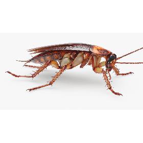 3D Cockroach American Fur model